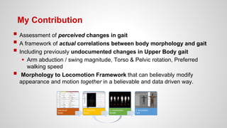 My Contribution
 Assessment of perceived changes in gait
 A framework of actual correlations between body morphology and gait
 Including previously undocumented changes in Upper Body gait
 Arm abduction / swing magnitude, Torso & Pelvic rotation, Preferred
walking speed
 Morphology to Locomotion Framework that can believably modify
appearance and motion together in a believable and data driven way.
Literature
Study
1. Empirical
Study
2. Locomotion
Model
3. Animation
Tool
 