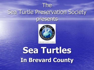 The
Sea Turtle Preservation Society
presents
Sea Turtles
In Brevard County
 