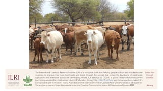 Cattle in sustainable, healthy food systems: Perspectives from Africa | PPT
