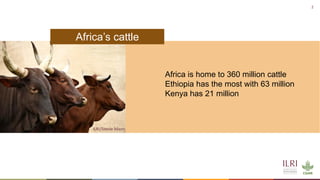 Cattle in sustainable, healthy food systems: Perspectives from Africa