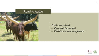 Cattle in sustainable, healthy food systems: Perspectives from Africa