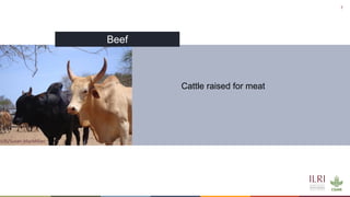 Cattle in sustainable, healthy food systems: Perspectives from Africa