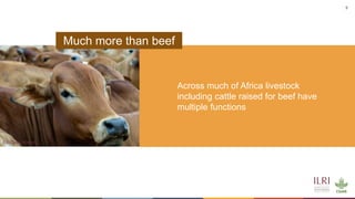 Cattle in sustainable, healthy food systems: Perspectives from Africa