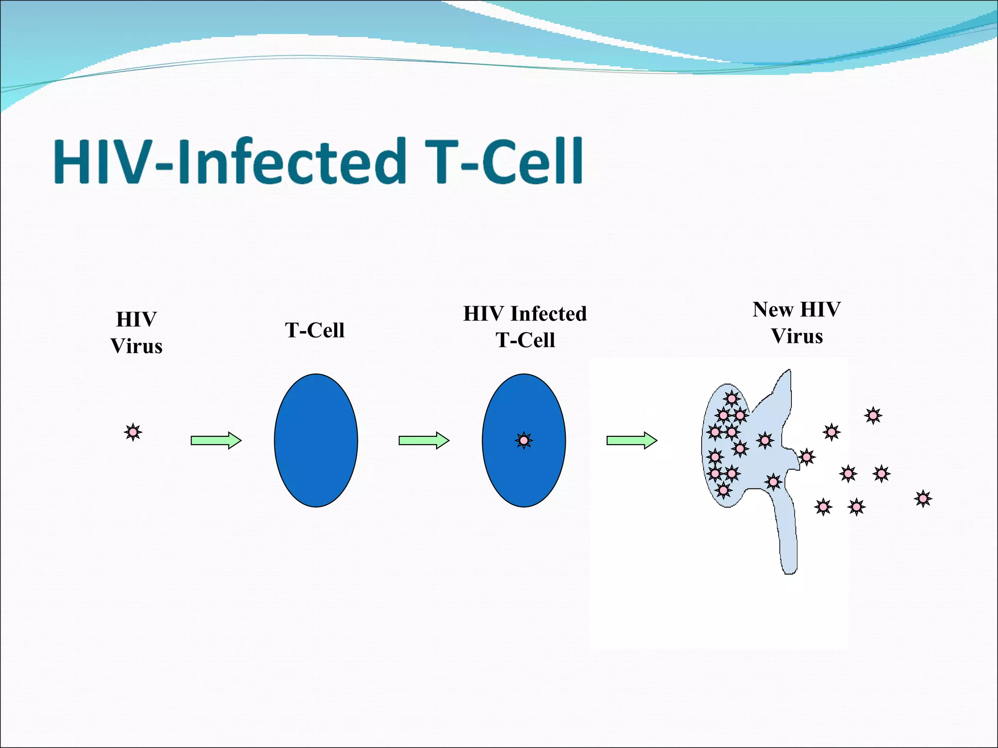 HIV Virus T-Cell HIV Infected T-Cell New HIV Virus 