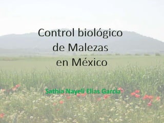 Control biológico  de Malezas  en México SathiaNayeliEliasGarcia 