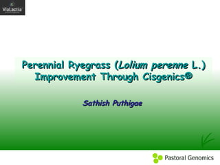 Perennial Ryegrass ( Lolium perenne  L.) Improvement Through Cisgenics® Sathish Puthigae 