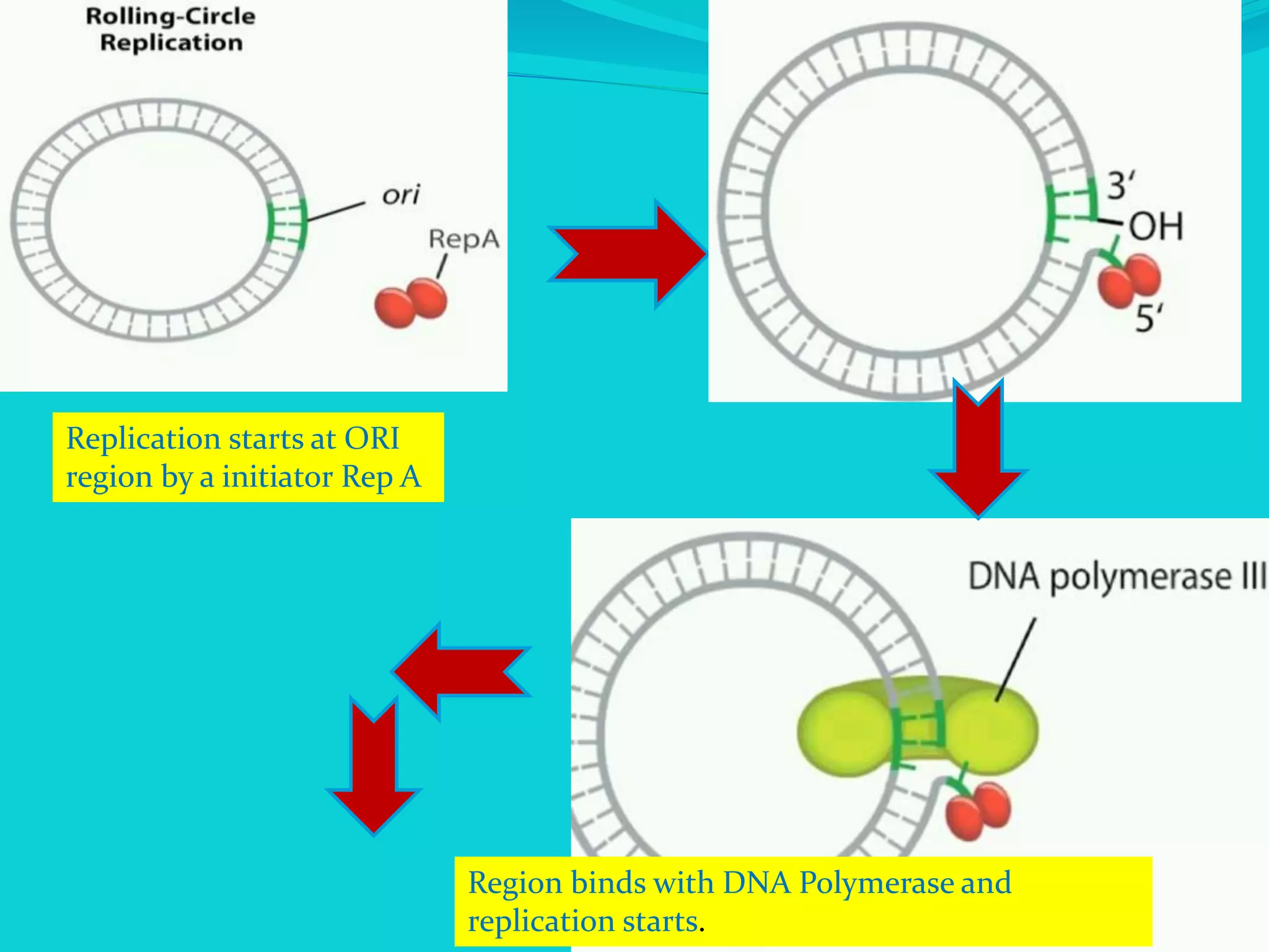Replication starts at ORI
region by a initiator Rep A
Region binds with DNA Polymerase and
replication starts.
 