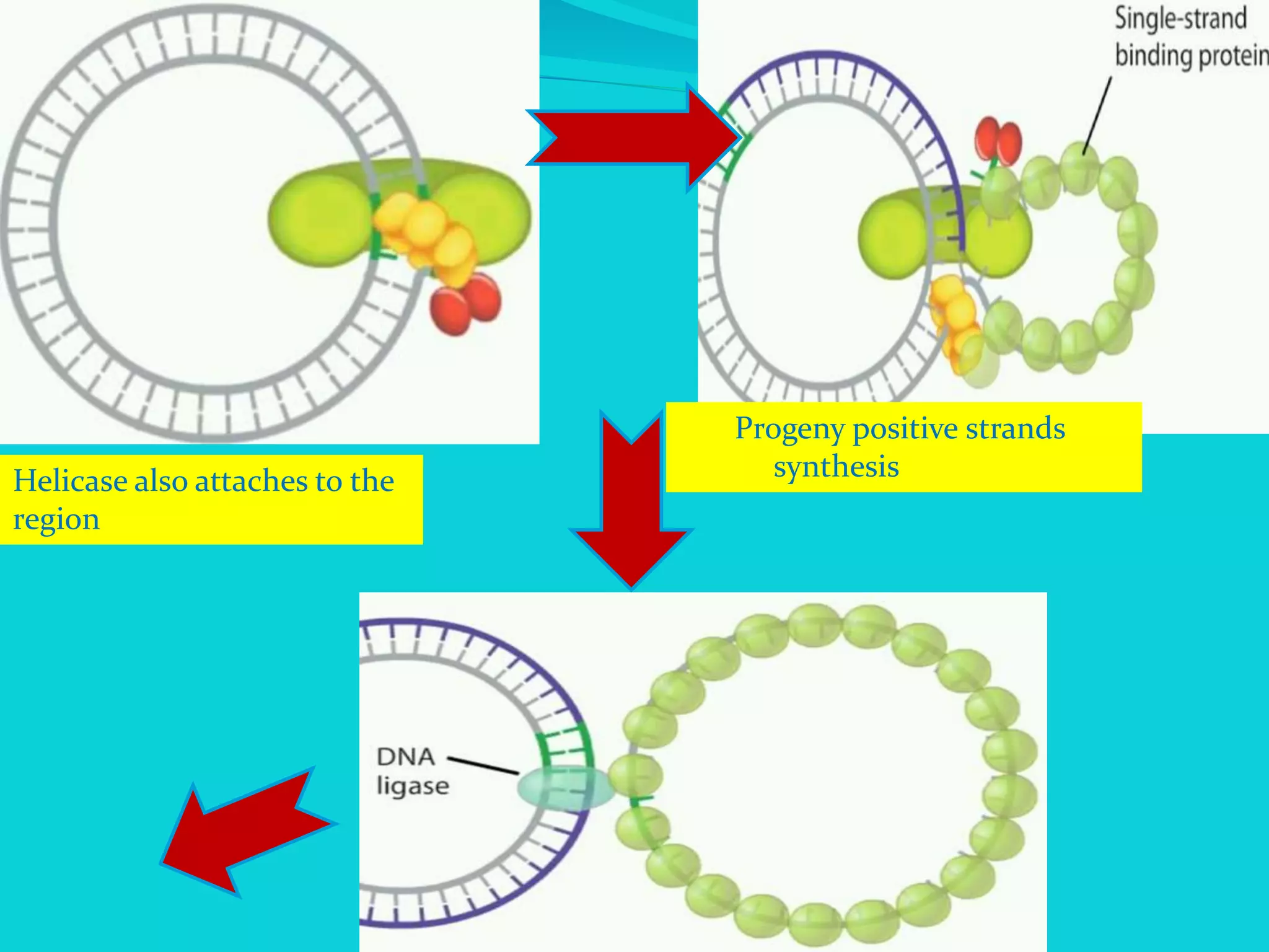 Helicase also attaches to the
region
Progeny positive strands
synthesis
 