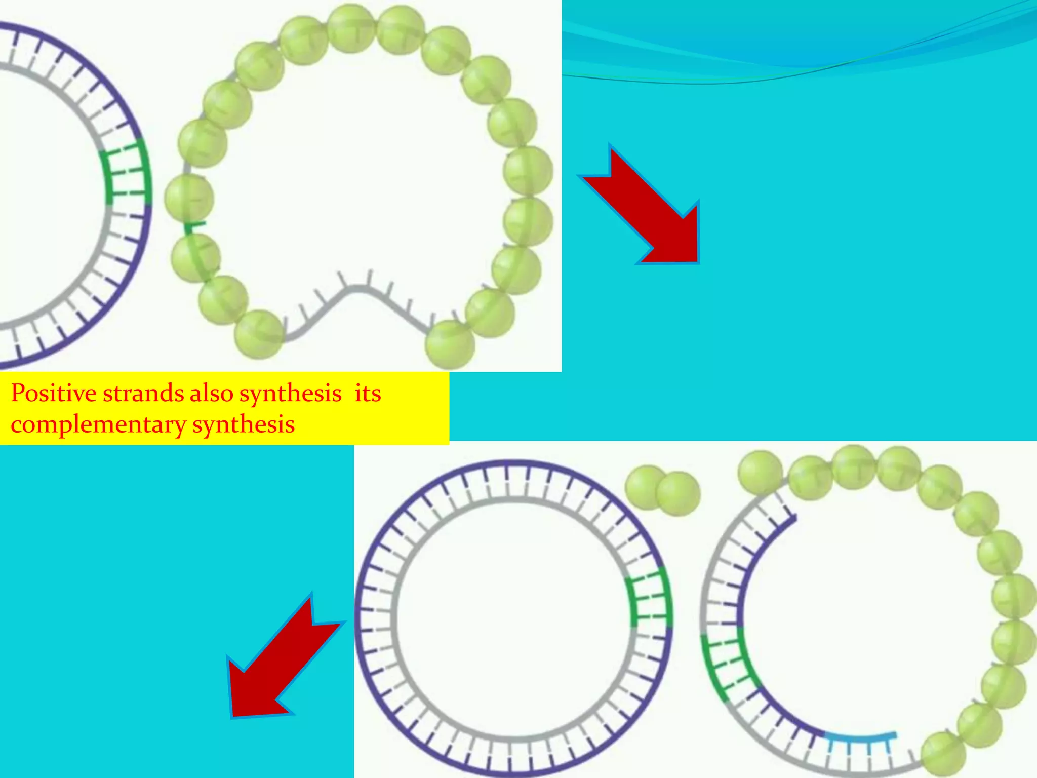 Positive strands also synthesis its
complementary synthesis
 