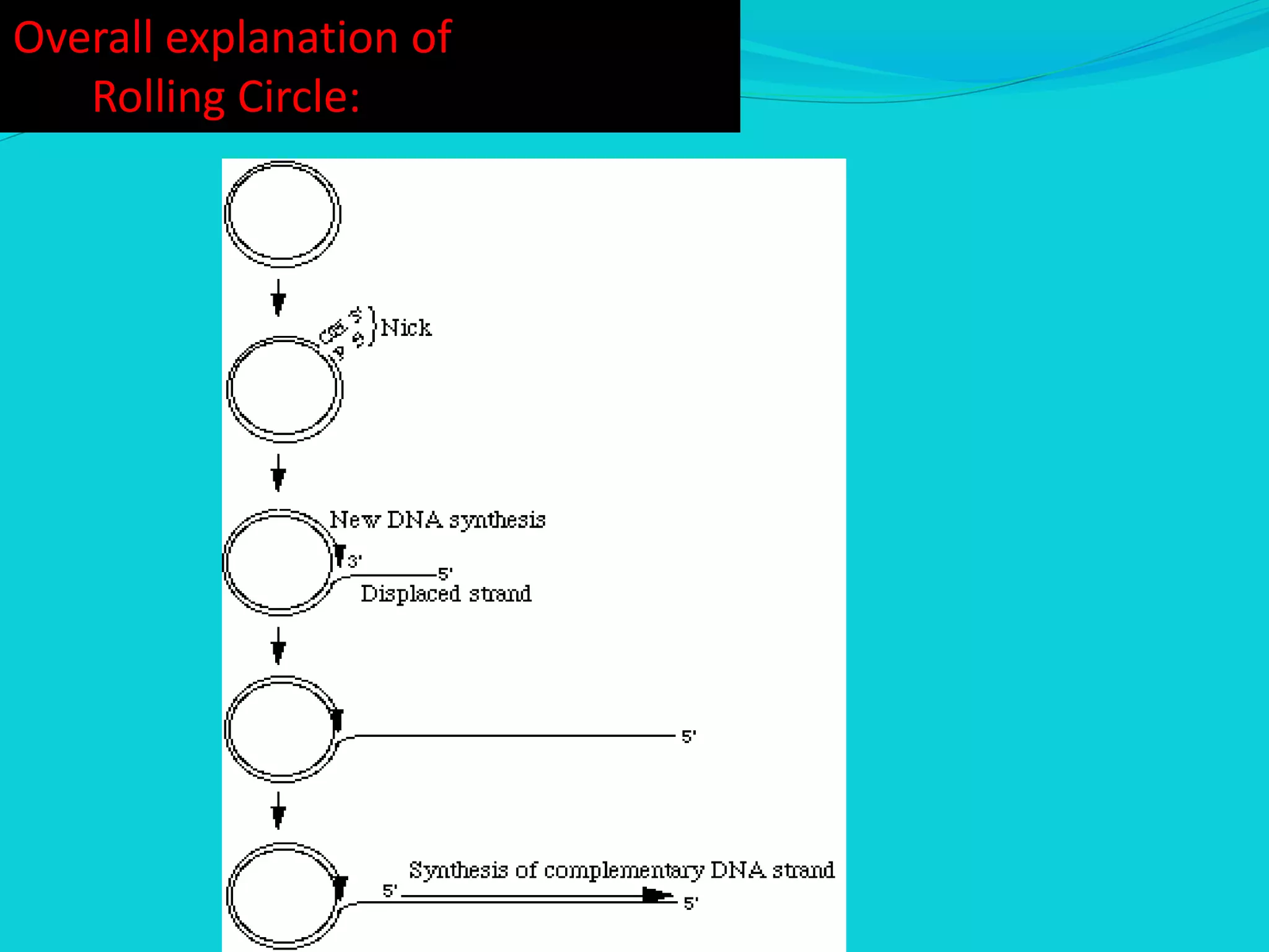 Overall explanation of
Rolling Circle:
 