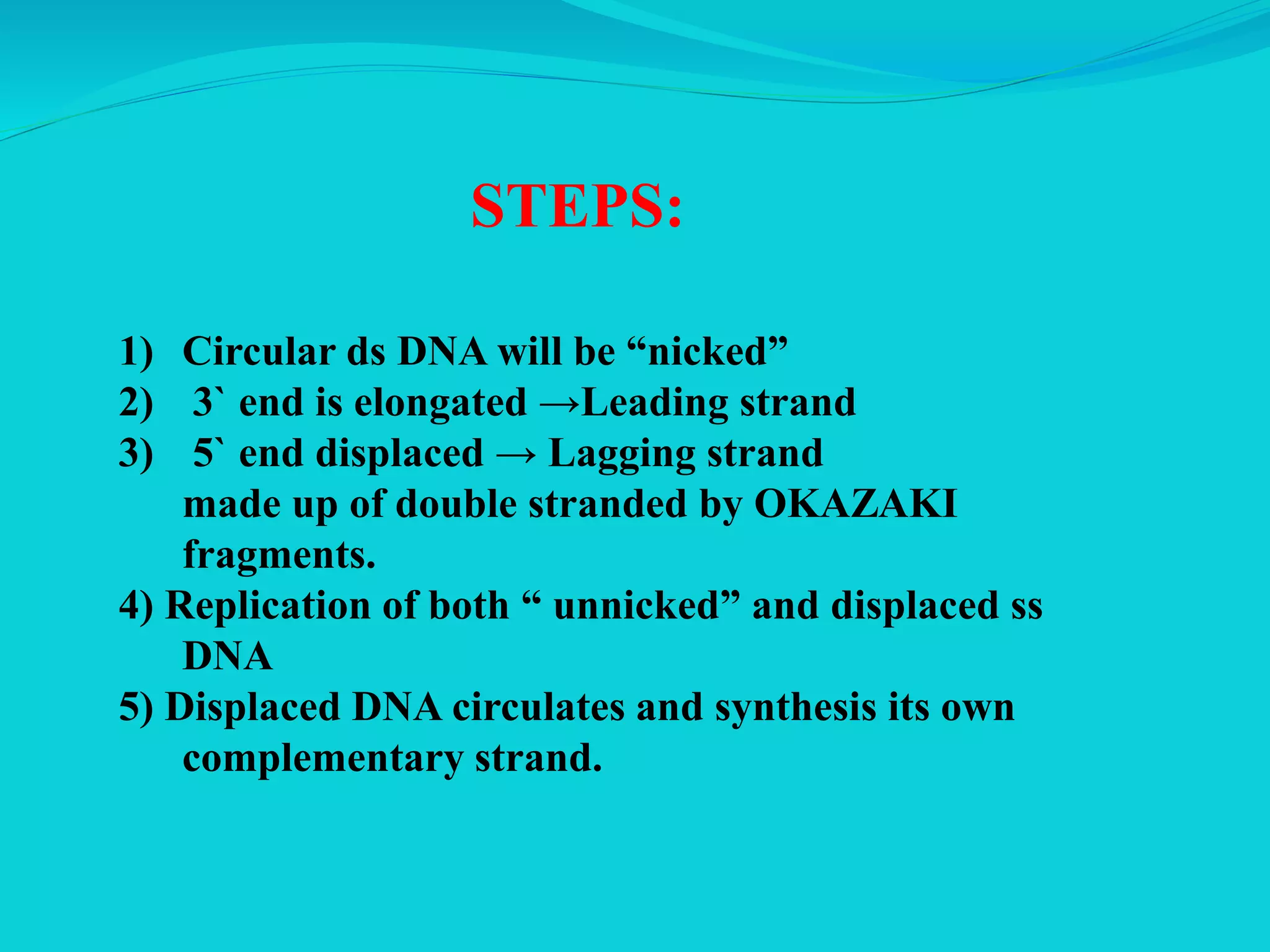 STEPS:
1) Circular ds DNA will be “nicked”
2) 3` end is elongated →Leading strand
3) 5` end displaced → Lagging strand
made up of double stranded by OKAZAKI
fragments.
4) Replication of both “ unnicked” and displaced ss
DNA
5) Displaced DNA circulates and synthesis its own
complementary strand.
 