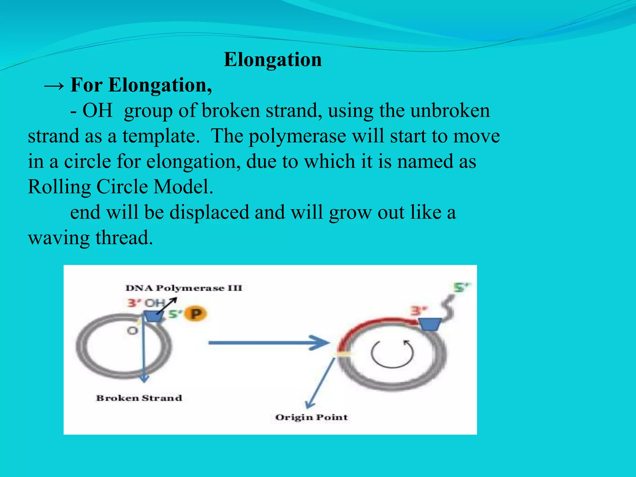 Elongation
→ For Elongation,
- OH group of broken strand, using the unbroken
strand as a template. The polymerase will start to move
in a circle for elongation, due to which it is named as
Rolling Circle Model.
end will be displaced and will grow out like a
waving thread.
 