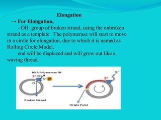 Elongation
→ For Elongation,
- OH group of broken strand, using the unbroken
strand as a template. The polymerase will start to move
in a circle for elongation, due to which it is named as
Rolling Circle Model.
end will be displaced and will grow out like a
waving thread.
 