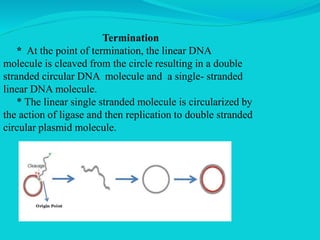 Termination
* At the point of termination, the linear DNA
molecule is cleaved from the circle resulting in a double
stranded circular DNA molecule and a single- stranded
linear DNA molecule.
* The linear single stranded molecule is circularized by
the action of ligase and then replication to double stranded
circular plasmid molecule.
 