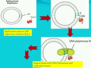 Replication starts at ORI
region by a initiator Rep A
Region binds with DNA Polymerase and
replication starts.
 