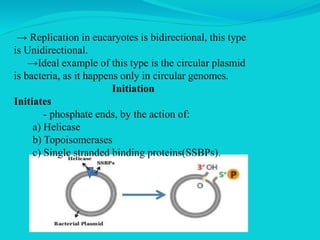 → Replication in eucaryotes is bidirectional, this type
is Unidirectional.
→Ideal example of this type is the circular plasmid
is bacteria, as it happens only in circular genomes.
Initiation
Initiates
- phosphate ends, by the action of:
a) Helicase
b) Topoisomerases
c) Single stranded binding proteins(SSBPs).
 