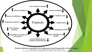 Possible mechanisms responsible for the radioprotective and chemoprotective effects of Triphala.
Baliga MS. Triphala, Ayurvedic Formulation for Treating and Preventing Cancer:A Review.
THE JOURNAL OF ALTERNATIVE AND COMPLEMENTARY MEDICINE Volume 16, Number 12, 2010, pp. 1301–1308
 