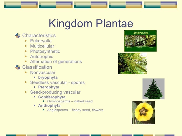 Kingdom Plantae Characteristics Chart