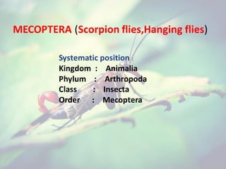 MECOPTERA (Scorpion flies,Hanging flies)
Systematic position :
Kingdom : Animalia
Phylum : Arthropoda
Class : Insecta
Order : Mecoptera
 