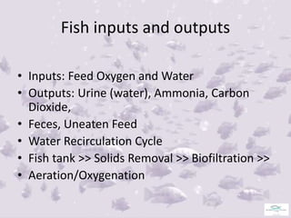 AQUAPONICS FISH CULTURE