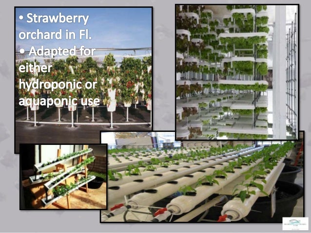 AQUAPONICS FISH CULTURE