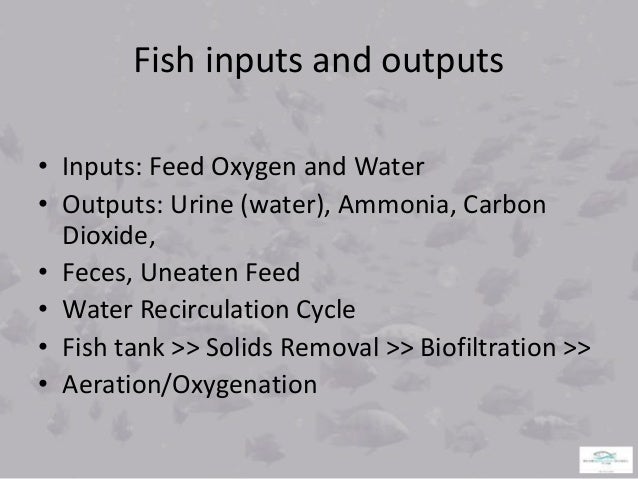 aquaponics fish culture