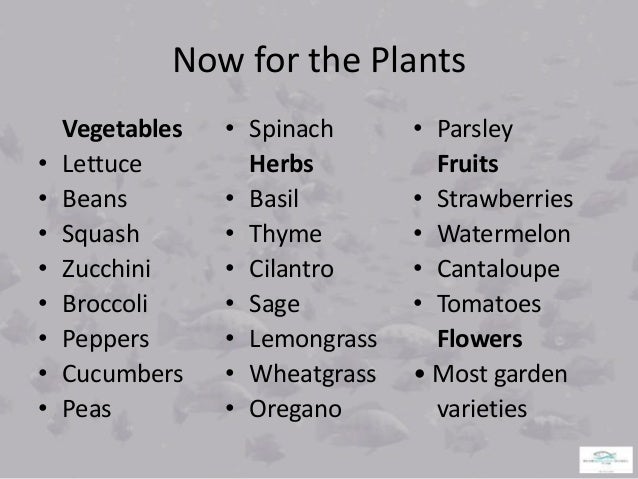 aquaponics fish culture