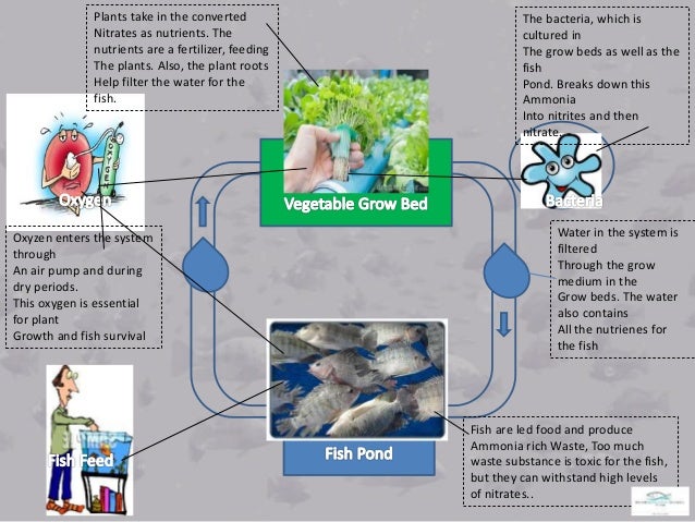 aquaponics & cannabis: 3 major obstacles grow weed easy