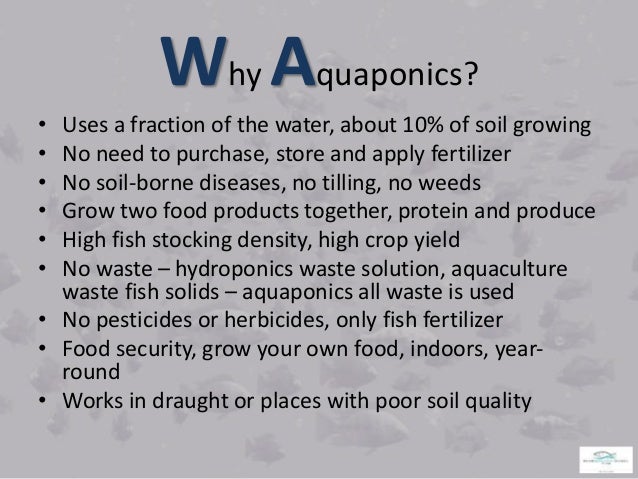AQUAPONICS FISH CULTURE