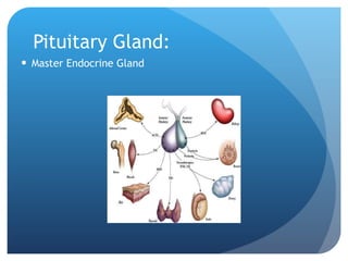 Pituitary Gland: Master Endocrine Gland  