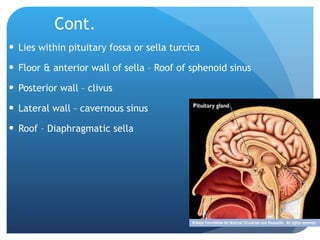 Cont. Lies within pituitary fossa or sella turcica Floor & anterior wall of sella – Roof of sphenoid sinus Posterior wall – clivus Lateral wall – cavernous sinus Roof – Diaphragmatic sella 
