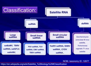 Classification: Satellite RNA
ssRNA
Large
satRNA
satBaMV, TBRV
satRNA, satGFLV,
satArMV,
Small linear
satRNA
PSV satRNA, T...