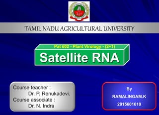 Satellite RNA
Course teacher :
Dr. P. Renukadevi.
Course associate :
Dr. N. Indra
Pat 602 - Plant Virology - (2+1)
By
RAMALINGAM.K
2015601610
TAMIL NADU AGRICULTURAL UNIVERSITY
 