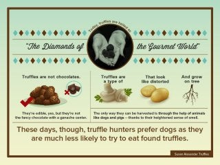 What You Need To Know About Truffles