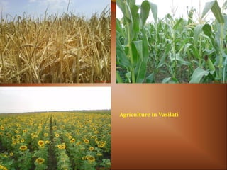 Agriculture in Vasilati
 