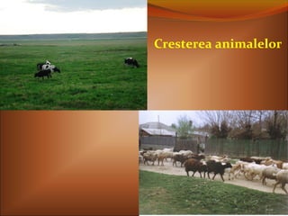 Cresterea animalelor
 