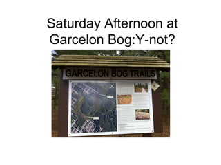 Saturday Afternoon at
Garcelon Bog:Y-not?
 