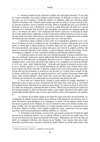 Saturn

6. Animalul propriu-zis din interiorul cochiliei este mai puţin interesant. El este doar
un vierme asemănător unui polip, echipat cu patru trompe. Se hrăneşte cu melci şi cu midii
mai mici, pe care le prinde cu tentaculul inferior, le zdrobeşte, după care introduce părţile
zdrobite în trompele sale. Ultimele două trompe sunt folosite pentru a îşi găsi drumul şi hrana, precum şi pentru a sesiza eventualii adversari. Dacă se întâmplă aşa ceva, el se închide în
frumoasa sa casă, pe care o blochează cu un fel de crustă albicioasă. De multe ori, această
precauţie nu îi foloseşte însă la nimic, căci principalul său duşman este langusta-spadă, pe
care o vom descrie mai târziu. Acest crustaceu (din familia xiphosura) se foloseşte de cleştii
săi ca nişte spade pentru a pătrunde cu forţa în interiorul cochiliei melcului, pe care îl consumă apoi puţin câte puţin, până când nu mai rămâne nimic din el. Langustele devin la rândul
lor victime ale altor crustacee, mai mari, despre care vom vorbi mai târziu.
7. Saturnienii adună cochiliile acestor melci şi îşi împodobesc grădinile cu ele. Uneori, ei le folosesc pe post de conducte de apă, în următoarea manieră: când găsesc un izvor de
munte, ei adună apa în partea deschisă a cochiliei, după care taie vârful ascuţit al acesteia.
Din cauza presiunii, apa ţâşneşte cu putere prin gaura mai mică de la capătul cochiliei. Sub
acest jet, saturnienii plasează o altă cochilie, şi aşa mai departe, timp de mile întregi. Vă puteţi imagina ce impresie vie lasă o asemenea conductă construită din cochilii de melci.
8. Următoarea specie de melci este cea a melcilor-piramidă. Culoarea cochiliilor acestora este uniformă: verde-auriu, partea abdominală fiind împodobită în plus cu nişte forme
eliptice de un alb-strălucitor, cu marginile decorate la fel ca o farfurie de porţelan care are
marginile aurite. Acest melc este foarte mare; dacă ar fi să-l comparăm cu ceva de pe Pământ,
el ar fi mai mare decât Stadtscholberg12. Animalul care trăieşte în interiorul acestei cochilii are o culoare cenuşie, cu un trunchi proeminent, de mărimea unui elefant foarte mare.
Acest trunchi este foarte musculos şi puternic. Lângă el mai cresc două trunchiuri, mai slabe.
Fiecare din cele trei trunchiuri se termină cu câte un ochi, cu o vedere foarte ascuţită. În partea de jos, melcul are o pereche de aripioare puternice, care îi permit să avanseze foarte rapid
atunci când oceanul îngheaţă. Când înoată prin ocean sau când merge pe gheaţă, cochilia
melcului este orientată în sus, dând impresia unei piramide care pluteşte pe apă.
9. Acest melc are o natură foarte vicioasă şi atacă oamenii cu trompa, zdrobindu-i şi
înghiţindu-i apoi cu gura sa mare. Saturnienii ştiu însă foarte bine acest lucru, şi sunt foarte
bine echipaţi atunci când doresc să captureze acest animal. Ei aruncă un lasou în jurul trompei, după care strâng tare, reducând animalul la tăcere. Melcul este un animal care respiră aer
prin această trompă, iar dacă nu mai poate inspira, moare rapid. Saturnienii ştiu când a murit
melcul după lichidul albicios care îi iese pe gură, primul semn al descompunerii sale interioare.
10. Oamenii de pe Saturn adună acest lichid din cauza mirosului său extraordinar, care depăşeşte de departe mirosul ambrei de pe Pământ. Când melcul nu mai produce acest lichid, saturnienii îi lasă rămăşiţele să se reintegreze în natură. Cât de curând, ceilalţi viermi
din ocean au grijă de aceste rămăşiţe, pe care le consumă în câteva zile, lăsând, evident, deoparte cochilia, care este prea dură pentru ei. La bază, această cochilie are o grosime de circa
8-10 metri. După ce cochilia a fost complet curăţată de viermi, saturnienii o iau (în timpul
unui flux, la fel cum procedează cu cochiliile midiilor), şi o folosesc.
11. Principala sursă de hrană a acestui melc sunt tocmai crustaceele în formă de spadă
pe care le-am menţionat anterior, care au mărimi diferite şi există într-un număr uriaş. Nici
una nu este însă mai mare decât aşa-numitul crab oceanic. Majoritatea sunt mult mai mici, de
multe ori nedepăşind mărimea unei lăcuste de pe Pământ. Cum reuşeşte însă acest melcpiramidă să prindă aceste crustacee în formă de spadă? Melcul îşi prinde prada atunci când
12

Colină în oraşul Graz, Austria, cu o înălţime de 475 de metri.

36

 