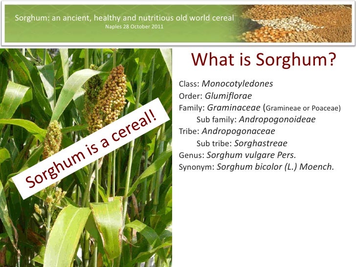 ancient, nutritious and healthly old world cereal