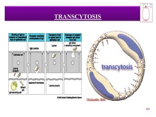 TRANSCYTOSIS
10
 