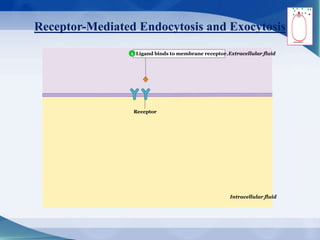 Receptor-Mediated Endocytosis and Exocytosis
Ligand binds to membrane receptor.Extracellular fluid
Intracellular fluid
Receptor
1
 