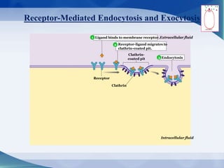 Receptor-Mediated Endocytosis and Exocytosis
Ligand binds to membrane receptor.
Clathrin-
coated pit
Extracellular fluid
Intracellular fluid
Receptor-ligand migrates to
clathrin-coated pit.
Endocytosis
Clathrin
Receptor
1
2
3
 