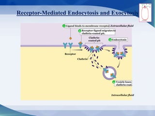 Receptor-Mediated Endocytosis and Exocytosis
Ligand binds to membrane receptor.
Clathrin-
coated pit
Extracellular fluid
Intracellular fluid
Receptor-ligand migrates to
clathrin-coated pit.
Endocytosis
Vesicle loses
clathrin coat.
Clathrin
Receptor
4
1
2
3
4
 