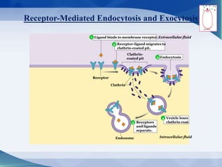 Receptor-Mediated Endocytosis and Exocytosis
Ligand binds to membrane receptor.
Clathrin-
coated pit
Extracellular fluid
Intracellular fluid
Receptor-ligand migrates to
clathrin-coated pit.
Endocytosis
Vesicle loses
clathrin coat.
Clathrin
Endosome
Receptors
and ligands
separate.
Receptor
4
1
2
3
4
5
 