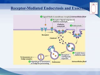 Receptor-Mediated Endocytosis and Exocytosis
Ligand binds to membrane receptor.
Clathrin-
coated pit
Extracellular fluid
Intracellular fluid
To lysosome or
Golgi complex
Receptor-ligand migrates to
clathrin-coated pit.
Endocytosis
Vesicle loses
clathrin coat.
Ligands go to lysosomes
or Golgi for processing.
Clathrin
Endosome
Receptors
and ligands
separate.
Receptor
4
1
2
3
4
6
5
 