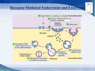 Receptor-Mediated Endocytosis and Exocytosis
Ligand binds to membrane receptor.
Clathrin-
coated pit
Extracellular fluid
Intracellular fluid
To lysosome or
Golgi complex
Receptor-ligand migrates to
clathrin-coated pit.
Endocytosis
Vesicle loses
clathrin coat.
Ligands go to lysosomes
or Golgi for processing.
Transport vesicle
with receptors moves
to the cell membrane.
Clathrin
Endosome
Receptors
and ligands
separate.
Receptor
4
1
2
3
4
7
6
5
 