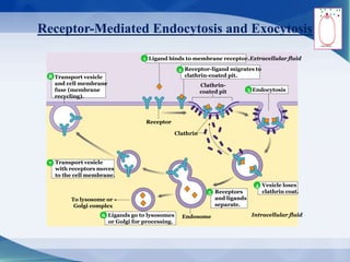 Receptor-Mediated Endocytosis and Exocytosis
Ligand binds to membrane receptor.
Clathrin-
coated pit
Extracellular fluid
Intracellular fluid
To lysosome or
Golgi complex
Receptor-ligand migrates to
clathrin-coated pit.
Endocytosis
Vesicle loses
clathrin coat.
Ligands go to lysosomes
or Golgi for processing.
Transport vesicle
with receptors moves
to the cell membrane.
Transport vesicle
and cell membrane
fuse (membrane
recycling).
Clathrin
Endosome
Receptors
and ligands
separate.
Receptor
4
1
2
3
4
8
7
6
5
 