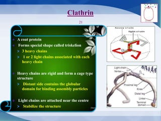 Clathrin
21
A coat protein
Forms special shape called triskelion
3 heavy chains
1 or 2 light chains associated with each
heavy chain
Heavy chains are rigid and form a cage type
structure
Distant side contains the globular
domain for binding assembly particles
Light chains are attached near the centre
Stabilize the structure
 