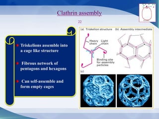 Clathrin assembly
22
Triskelions assemble into
a cage like structure
Fibrous network of
pentagons and hexagons
Can self-assemble and
form empty cages
 