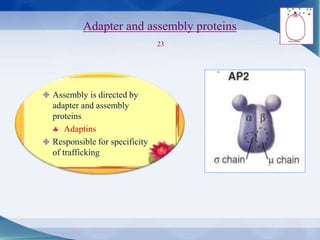 Adapter and assembly proteins
23
Assembly is directed by
adapter and assembly
proteins
 Adaptins
Responsible for specificity
of trafficking
 